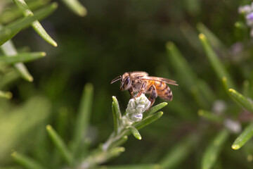 Striped honey bee flying bug on a rosemary blooming flower