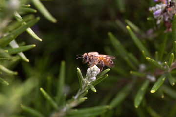 Striped honey bee flying bug on a rosemary blooming flower