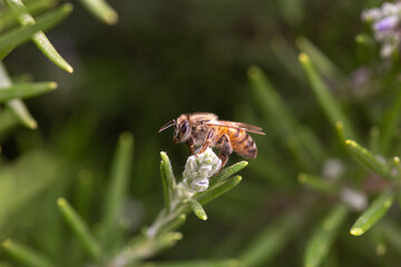 Striped honey bee flying bug on a rosemary blooming flower