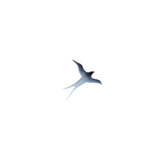 Swallow, martlet. Clear white sky, bird in natural habitat. Barn swallow flying, wings spread. Hirundo rustica on white background. Wildlife. Tattoo design, watercolor art, wild animals, free