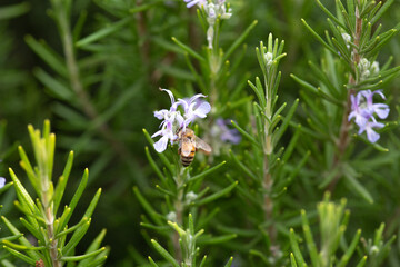 Striped honey bee flying bug on a rosemary blooming flower
