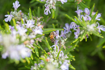 Striped honey bee flying bug on a rosemary blooming flower
