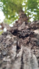 tree in the forest