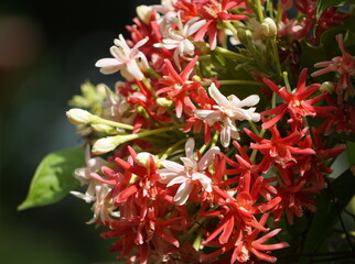 Obraz na płótnie Canvas Beautiful rangoon creeper flowers in summer photo.