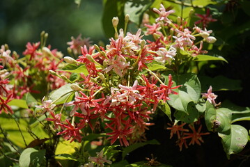 Beautiful rangoon creeper flowers in summer photo.