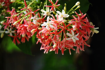Beautiful rangoon creeper flowers in summer photo.