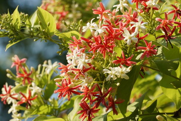 Beautiful rangoon creeper flowers in summer photo.