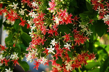 Beautiful rangoon creeper flowers in summer photo.