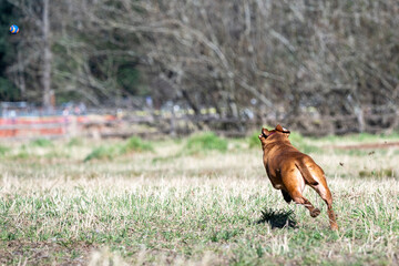 Happy pitbull playing fetch with a ball in an off leash dog park on a sunny day in early spring, running fast

