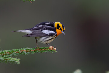 Blackburnian Warbler