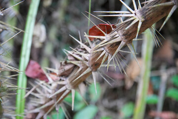 Dornen Pflanze Dschnungel Nahaufnahme