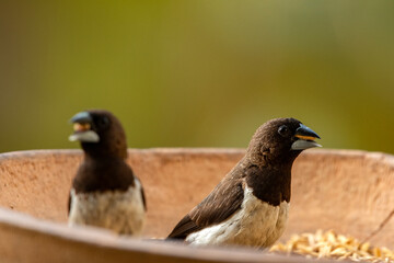 Close up view of the white rumped munia taking food from clay pot at open balcony.