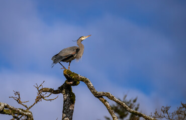 A Great blue heron 