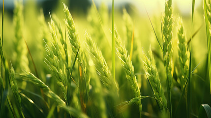 Obraz premium green rice field in summer