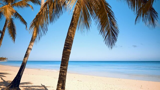 Sunny Mexican wild palm beach. Blue sea water and white sand. Beautiful palm trees with colorful leaves lean over a tropical beach with white coral sand. A trip to the summer tourist coast.