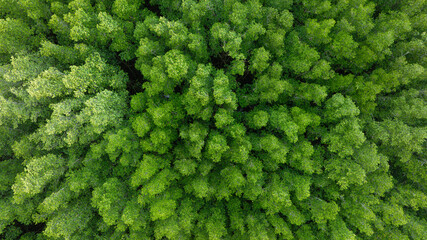 aerial view of dark green forest Abundant natural ecosystems of rainforest. Concept of nature forest preservation and reforestation	
