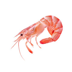 A shrimp sits on a transparent