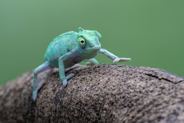 Baby Veiled Chameleon (Chamaeleo calyptratus) is climbing on a tree branch.