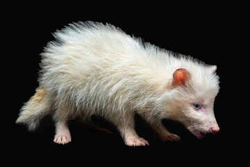 The White Japanese Raccoon Dog (Nyctereutes viverrinus) with blue eyes is a rare type of raccoon dog.