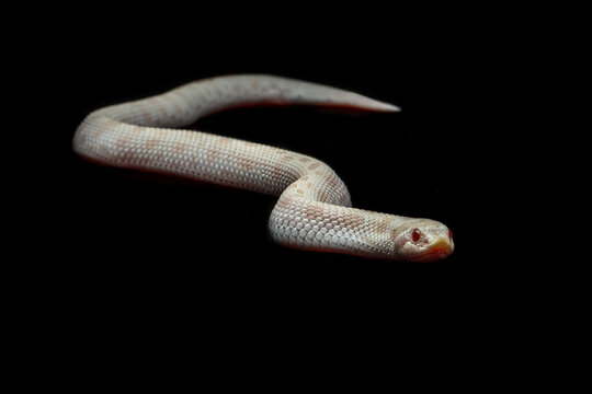 The Hognose Snake is a species of snake endemic to North America. 