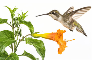 Fototapeta premium Close up of hummingbird flying near an orange flower, green leaves
