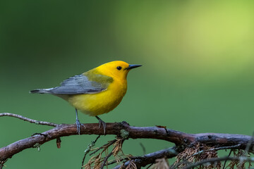 Prothonotary Warbler