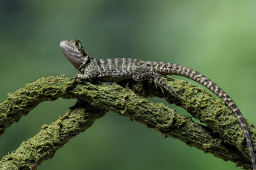 The Australian water dragon (Intellagama lesueurii) is an arboreal agamid species native to eastern Australia.