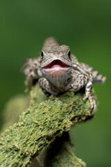 The Australian water dragon (Intellagama lesueurii) is an arboreal agamid species native to eastern Australia.