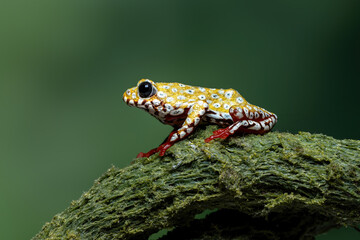 Side view of Painted Reed Frog or Spotted Tree Frog on mossy wood.