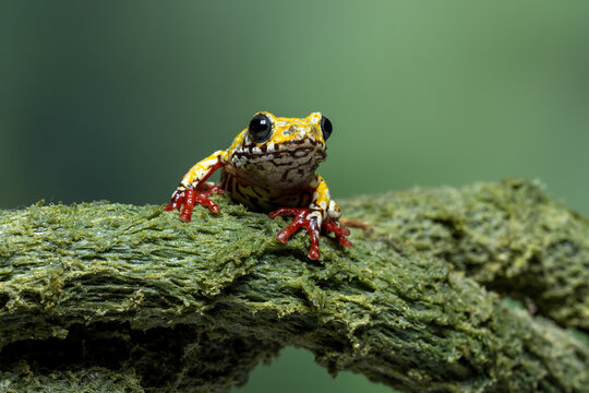 Painted Reed Frog or Spotted Tree Frog on mossy wood.