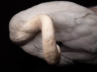 close up of a swan