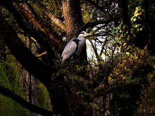 white heron in tree