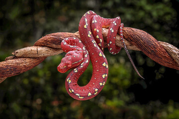 A juvenile Green Tree Python is going through a reddish color phase. The species is native to Papua, Indonesia.