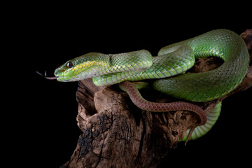 Obraz premium Green Tree Pit Viper (Trimeresurus albolabris) is a venomous pit viper found in Indonesia.