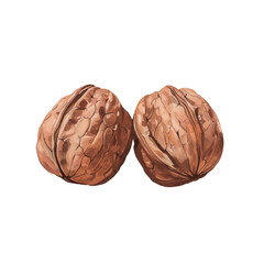 Obraz premium Two walnuts on transparent background