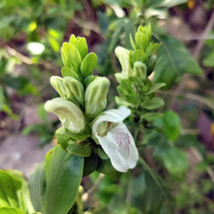 Groups of White New born leafs  in garden of Kangra Distt. Himachal  pradesh India 12