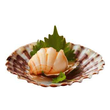 Shell with scallop and leaf