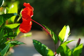 Beautiful red hibiscus flower in summer photo.
