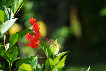Beautiful red hibiscus flower in summer photo.
