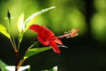 Beautiful red hibiscus flower in summer photo.
