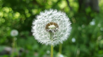 Dandelion seeds scattered around central seeds