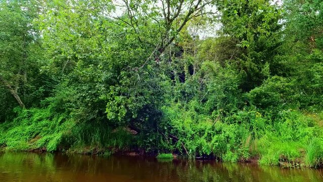 Floating over Gauja river, verdant wilderness tranquility, boat cross through Latvian Gauja National Park,
