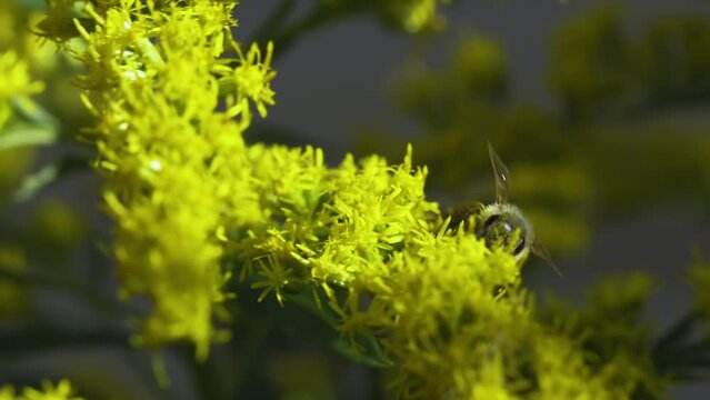 Yellow goldenrod flowers with bumblebee climbing around looking for pollen. Closeup.
