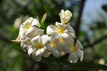 Fototapeta na wymiar Leelawadee white flowers on bokeh background in the garden. 