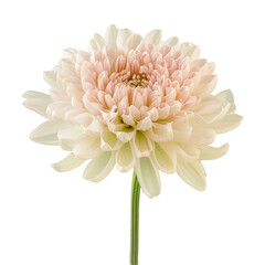 A single white flower against a Transparent Background