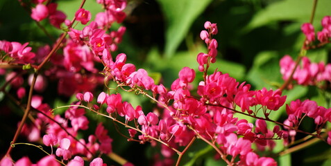Beautiful mexican creeper flowers in summer photo.