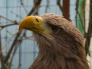 golden eagle portrait