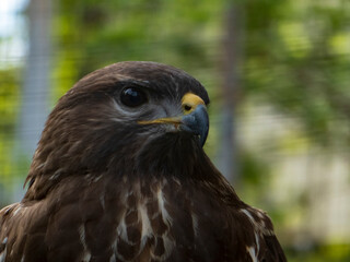 red tailed hawk