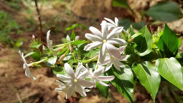 Jasmine or Jasminum is an ornamental white flower plant Close-up of fresh blooms of unharvested star jasmine flowers spring season blur background