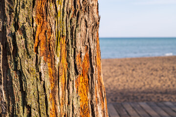 tree trunk  bark background close up with beach water and sky on right room for text